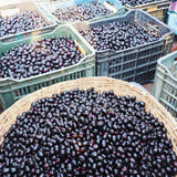 Live Black Plum Fruit Tree Plant, 22-26 Inch Tall, 1 Gallon Pot For Gardens
