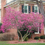 Live Jane Magnolia Tree, 6-12 Inch Outdoor Plant For Garden Landscapes