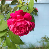 Live Red Rose Bush, Heirloom Fragrant Flower Plant, Rooted, 5-10 Inch Tall