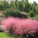2 Live Pink Muhly Grass Plants, 5-9 Inch Starters For Borders And Pots