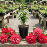 Live Red Rose Of Sharon Bush, 6-14 Inch Potted Purple Hibiscus Garden Shrub
