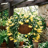 Yellow Christmas Cactus Live Plant, 4-7 Inches, Indoor Home Decoration