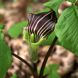 5 Live Jack In The Pulpit Bulbs, Indoor Outdoor Woodland Garden Planting