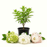 White Silver Dollar Hydrangea Shrub, Live Plant In 4-Inch Pot For Planting