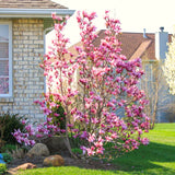 Ann Magnolia Live Plant, 6-12 Inch Flowering Tree For Outdoor Garden Areas