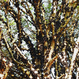 Live Jaboticaba Grape Fruit Tree Plant, 1 Ft Tall, Tropical Garden Tree