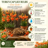 5 Turks Cap Lily Bulbs, Tiger Lily Flowers For Beds And Border Planting