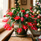 Red Christmas Cactus Live Plants, 4-7 Inches, Indoor Hanging Home Decor