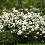 Live Garden Rose Bush, Random Single Plant With Fragrant Reblooming Flowers