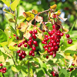 Live Plant, Red Chokecherry Berry Shrub, 8-14 Inches Tall, 2.5-Inch Pot