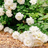 Live White Rose Bush, Fragrant Flower Plant For Gardens, 5-10 Inches Tall