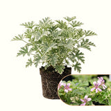2 Live Scented Geranium Plants, Fragrant Flowers, 4-7 Inches Tall For Pots