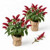 2 Live Red Shrimp Plants, Layered Flower Bracts, 4-7 Inches Tall For Pots