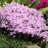Creeping Phlox Starter Plant, White Pink Flowers, 2-3 Inch Ground Cover