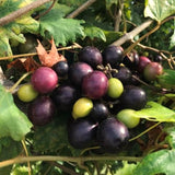 Black Muscadine Live Grape Vine Plant, 8-12 Inches Tall, 4-Inch Pot Size