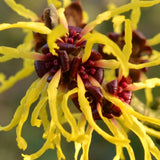 Live Yellow Witch Hazel Flowering Shrub Tree, 6-12 Inches Tall, Quart Pot