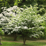 White Kousa Dogwood Live Tree, 12-18 Inches Tall, Quart Pot, Landscape