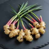 2 Ginger Flower Live Plants, 4-6 Inch Starters For Patio Container Growing