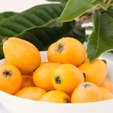 Live Golden Loquat Fruit Tree, 2-3 Ft Tall Plant In 1 Gallon Pot For Patio
