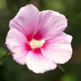 Live Pink Rose Of Sharon Plant, 6-12 Inch Flowering Hibiscus Garden Shrub