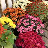 2 Live Mixed Mums Flower Plants For Patio Containers, 5-7 Inches, Late Fall