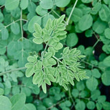 Live Moringa Oleifera Tree In 4 Inch Pot, Dwarf Perennial For Planting