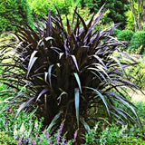 2 Live Fountain Grass Plants, 5-9 Inches Tall With Deep Burgundy Foliage