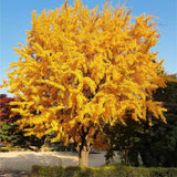 Live Ginkgo Biloba Tree Seedling, 6-12 Inch Ornamental Tree, Quart Pot