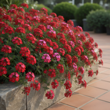 2 Red Live Creeping Phlox, Perennial Ground Cover Plants, 4-8 Inches Tall