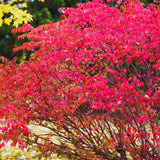 5 Live Burning Bush Plants, 6-10 Inch Bare Root Landscape Shrubs, Gardens