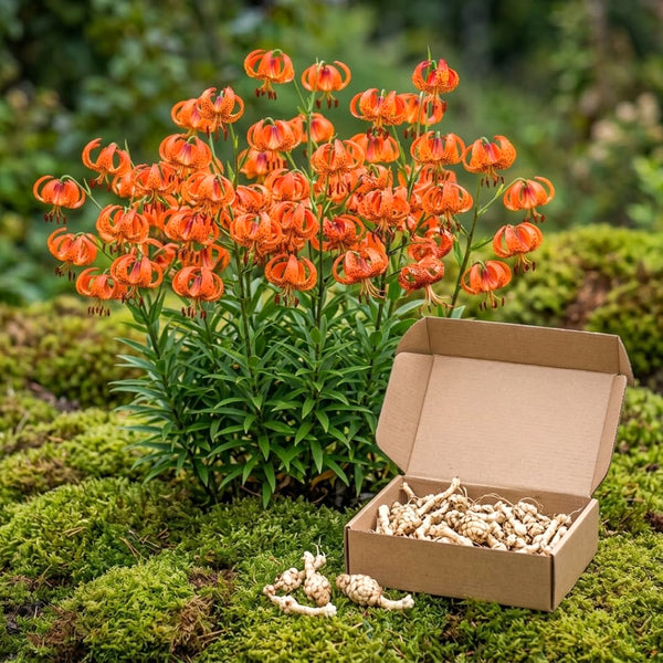 10 Orange Turks Cap Lily Bulbs, Fall Planting, Tiger-Like Summer Blooms