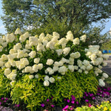 2 Live Lime Hydrangea Shrubs, Bare Root Outdoor Plants, 6-12 Inches Tall