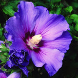 Live Purple Rose Of Sharon Shrub, 6-13 Inch Tall, Summer Garden Blooms