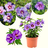 Live Purple Rose Of Sharon Shrub, Potted Althea Hibiscus, 6-12 Inches Tall