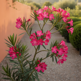 2 Hardy Pink Oleander Live Plants, Well-Rooted Shrubs, 4-6 Inches Tall