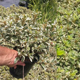2 Live Silver Azalea Plants, Perennial Flower Shrubs, 5-10 Inches In Height