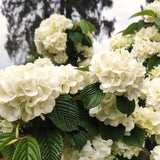 Live White Japanese Viburnum Plant, 8-10 Inch Tall Snowball Garden Shrub