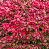 10 Live Dwarf Burning Bush Plants, Landscape Shrubs For Yard Landscape Use