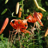 5 Turks Cap Lily Bulbs, Tiger Lily Flowers For Beds And Border Planting