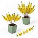 2 Live Forsythia Shrubs, 6-10 Inches Tall, Yellow Flowers, 4-Inch Pots