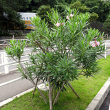 3 Live Pink Oleander Plants, 5-7 Inch Flowering Shrubs For Garden Beds