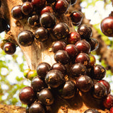 Live Jaboticaba Grape Fruit Tree Plant, 1 Ft Tall, Tropical Garden Tree
