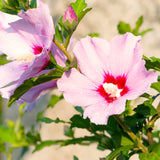 2 Rose Of Sharon Pink Flowering Shrubs, Live Bare Root Plants, 1-2 Ft Tall