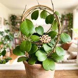Green Hoya Kerrii Live Succulent Plant, 4-6 Inches Tall, Indoor Decor.