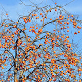 Cold Hardy Persimmon Fruit Tree, Live Plant Measuring 6-12 Inches Tall