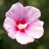 Rose Of Sharon Live Tree, Pink Flowering Shrub, 6-13 Inches Tall For Garden