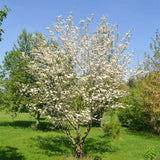 Outdoor Live White Dogwood Tree, 1 Ft Tall, Ornamental Plant, 4 Inch Pot