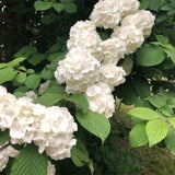 Live Japanese Snowball Viburnum Shrub, 8-10 Inch Potted Flower Bush Starter