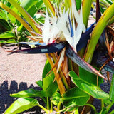 Strelitzia Reginae Live Plant, White Bird Of Paradise Houseplant Decor