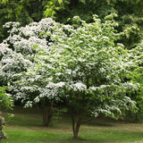Cold Hardy White Kousa Dogwood Tree, 12-18 Inch, Quart Pot Flowering Plant